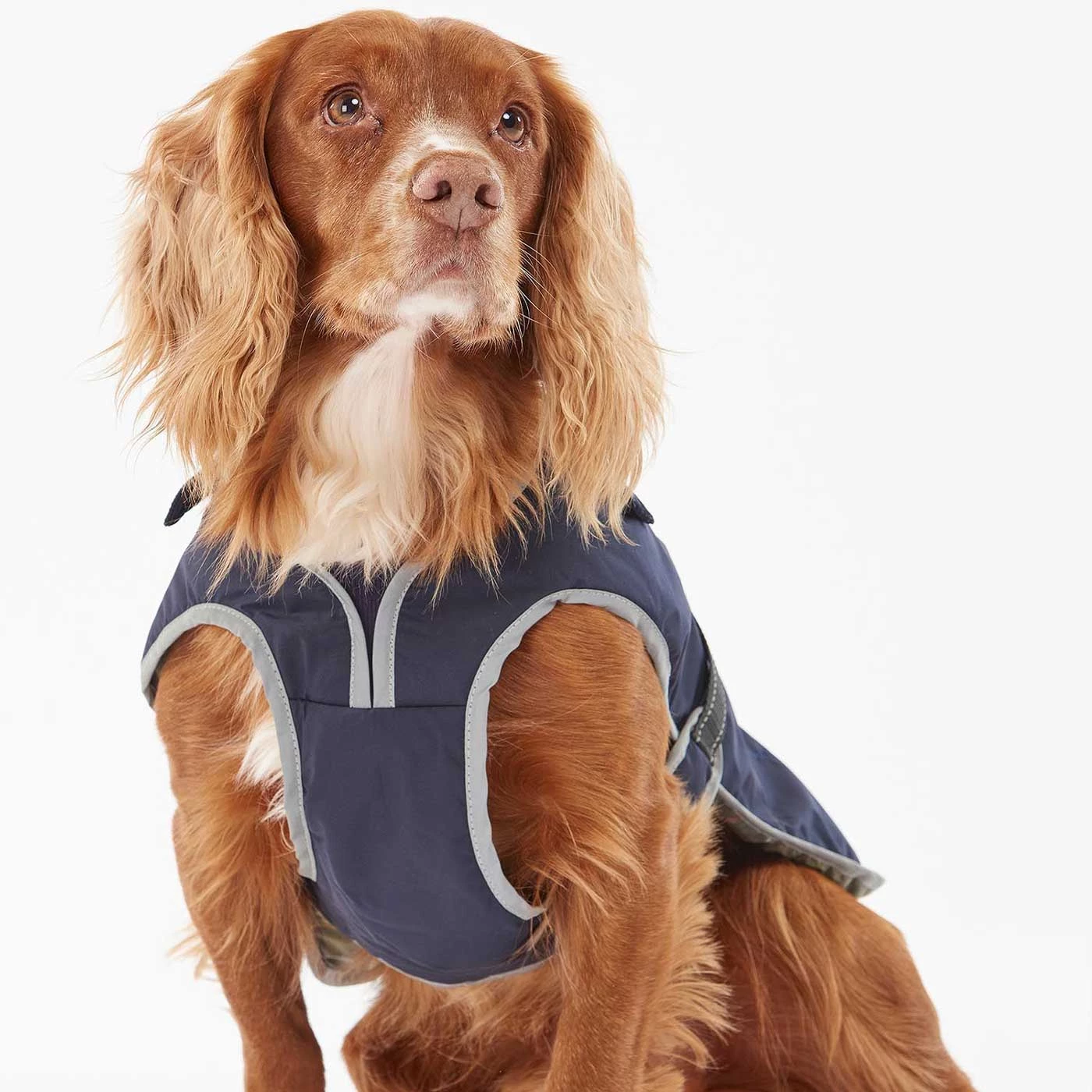 Hot Sale โจ Barbour Monmouth Waterproof ๐ Dog ๐งฅ Coat ๐ 7 Hot Sale โจ Barbour Monmouth Waterproof ๐ Dog ๐งฅ Coat ๐ - Image 7