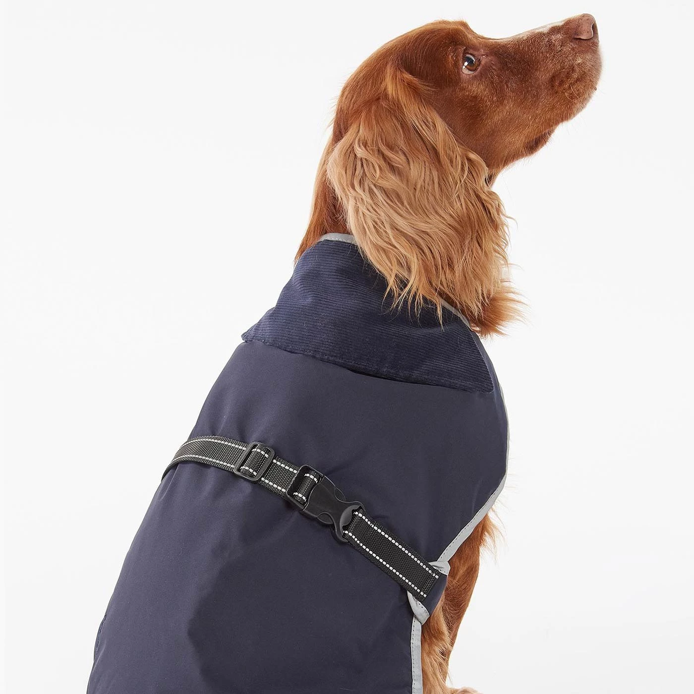 Hot Sale โจ Barbour Monmouth Waterproof ๐ Dog ๐งฅ Coat ๐ 8 Hot Sale โจ Barbour Monmouth Waterproof ๐ Dog ๐งฅ Coat ๐ - Image 8
