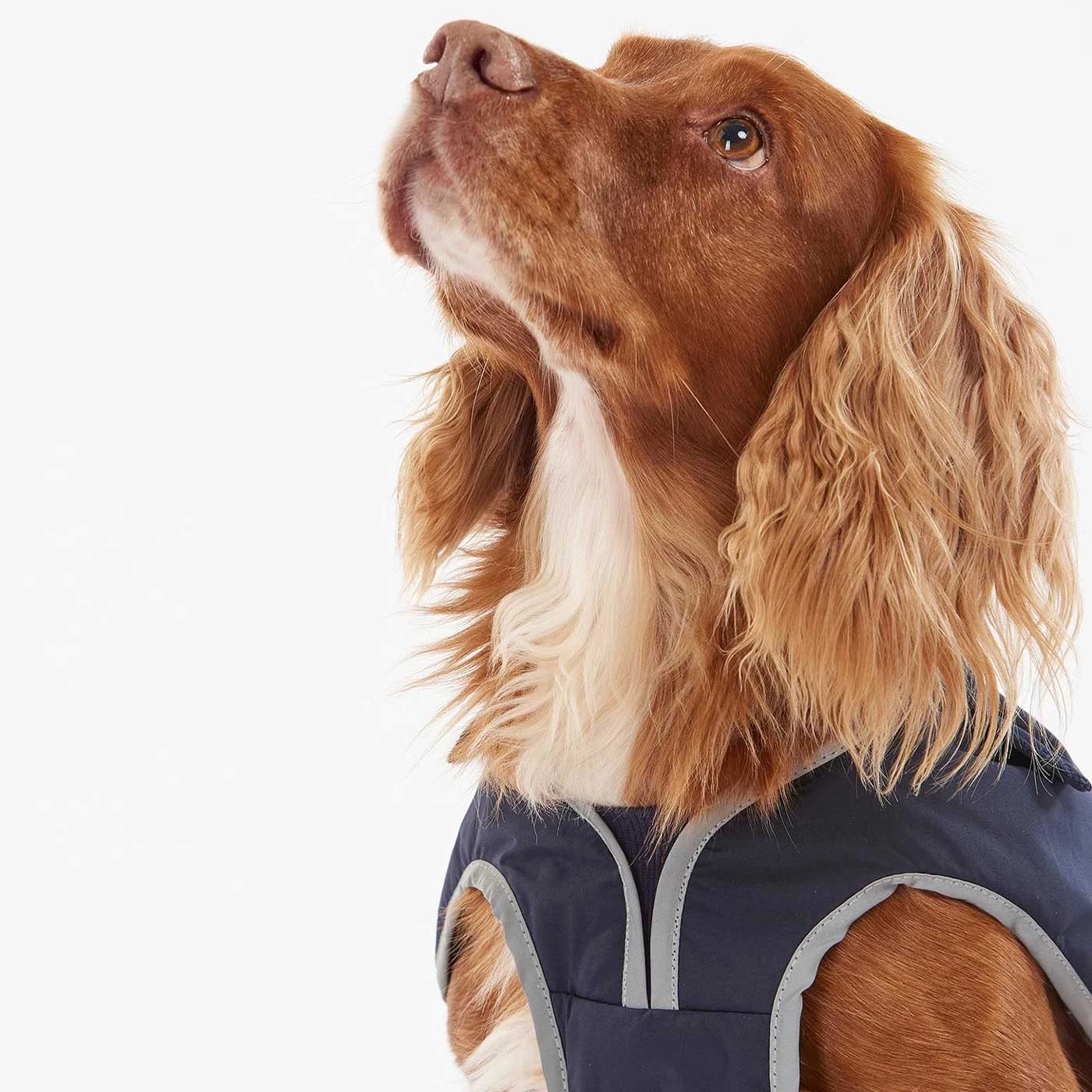 Hot Sale โจ Barbour Monmouth Waterproof ๐ Dog ๐งฅ Coat ๐ 9 Hot Sale โจ Barbour Monmouth Waterproof ๐ Dog ๐งฅ Coat ๐ - Image 9