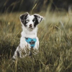 Brand new 🤩 Hunter Pet Hunter Divo Harness ✨ -Lords & Labradors Sales Hunter Divo Harness blue8