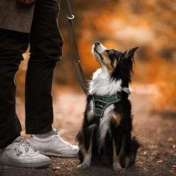 Brand new 🤩 Hunter Pet Hunter Divo Harness ✨ -Lords & Labradors Sales Hunter Divo Harness green7