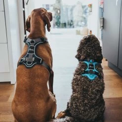 Brand new 🤩 Hunter Pet Hunter Divo Harness ✨ -Lords & Labradors Sales Hunter Divo Harness navy blue