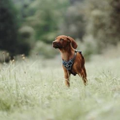 Brand new 🤩 Hunter Pet Hunter Divo Harness ✨ -Lords & Labradors Sales Hunter Divo Harness navy6