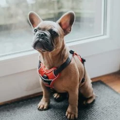 Brand new 🤩 Hunter Pet Hunter Divo Harness ✨