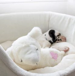 Brand new โ๏ธ White Grow With Me Puppy Bed By Lords & Labradors ๐คฉ 11 Brand new โ๏ธ White Grow With Me Puppy Bed By Lords & Labradors ๐คฉ -Lords & Labradors Sales Lamb