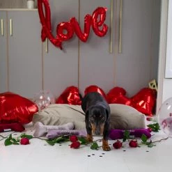 Wholesale 🔥 Lords & Labradors Luxurious Velvet 🦮 Dog Cushions 😉 -Lords & Labradors Sales Luxurious Velvet Dog Cushions Mushroom