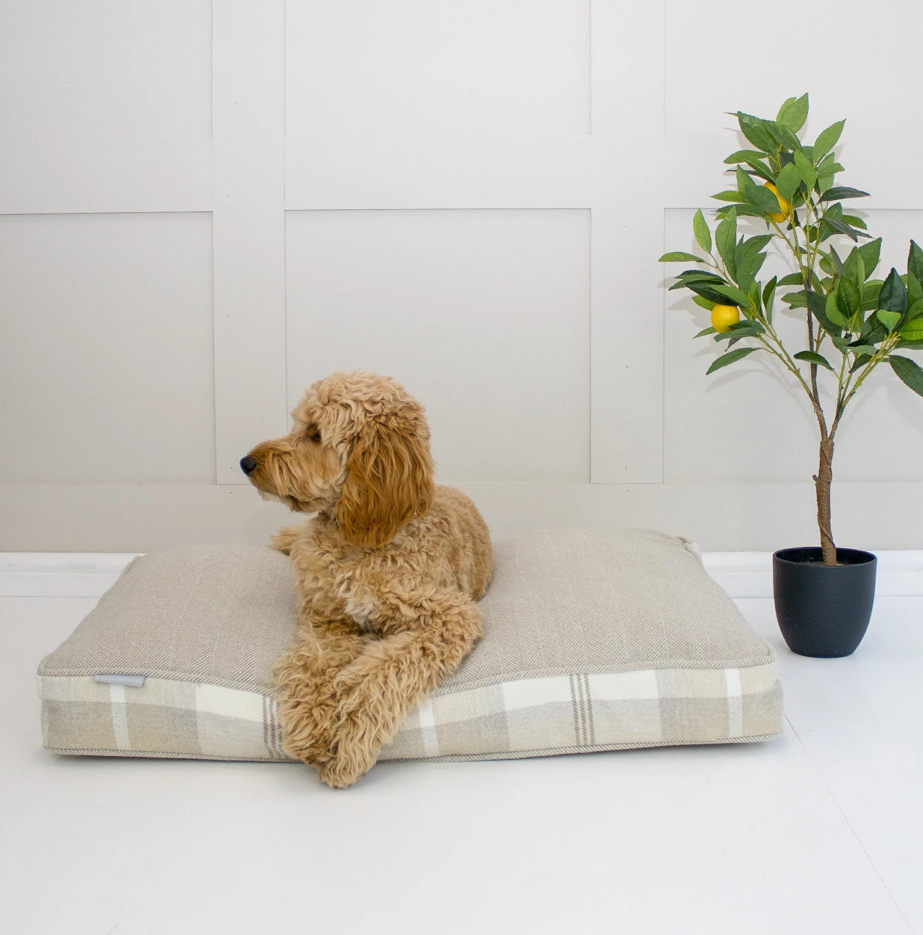 Deals 😍 Dog Cushion in Balmoral Natural Tweed by Lords & Labradors 🎁 5 Deals 😍 Dog Cushion in Balmoral Natural Tweed by Lords & Labradors 🎁 - Image 5