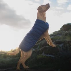 Discount ⭐ Barbour Baffle Quilt 🐶 Dog 🧥 Coat 🔥 -Lords & Labradors Sales barbour baffle quilt dog coat labrador on hill