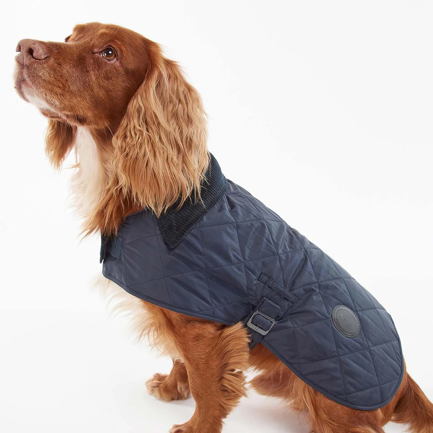 Top 10 🛒 Barbour Quilted 🐕 Dog 🧥 Coat 💯 1 Top 10 🛒 Barbour Quilted 🐕 Dog 🧥 Coat 💯
