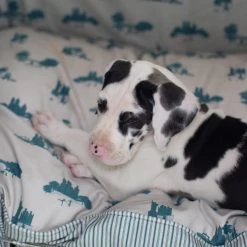 Brand new ๐ Dog Cushion in Central Park by Lords & Labradors โญ 8 Brand new ๐ Dog Cushion in Central Park by Lords & Labradors โญ -Lords & Labradors Sales central park cushion close up