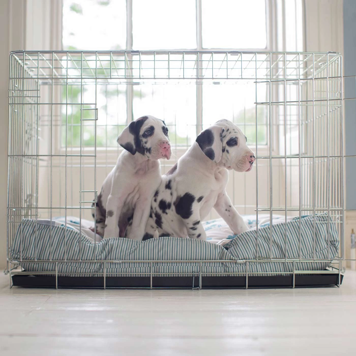 Brand new ๐ Dog Cushion in Central Park by Lords & Labradors โญ 1 Brand new ๐ Dog Cushion in Central Park by Lords & Labradors โญ