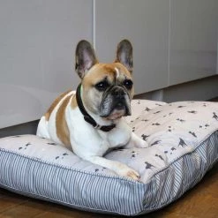 Hot Sale 🌟 Dog Cushion in Cosmopolitan 🐕 Dog by Lords & Labradors 😉 -Lords & Labradors Sales cosmopolitan dog cushion lifestyle