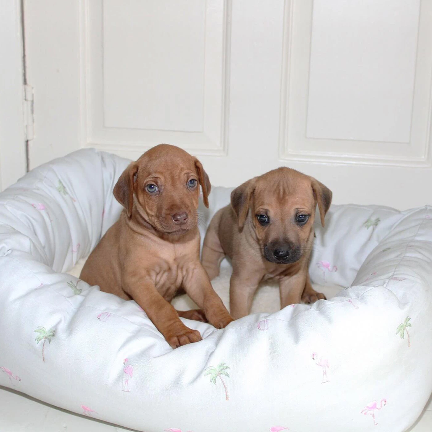 Coupon 😉 Lords & Labradors Cosy & Calm Puppy Box Bed 😉 12 Coupon 😉 Lords & Labradors Cosy & Calm Puppy Box Bed 😉 - Image 12