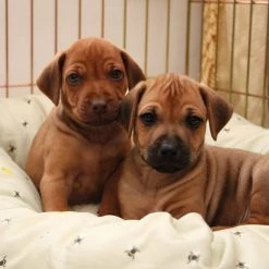 Coupon 😉 Lords & Labradors Cosy & Calm Puppy Box Bed 😉 35 Coupon 😉 Lords & Labradors Cosy & Calm Puppy Box Bed 😉 -Lords & Labradors Sales cosy calm puppy box bed honey bee lifestyle