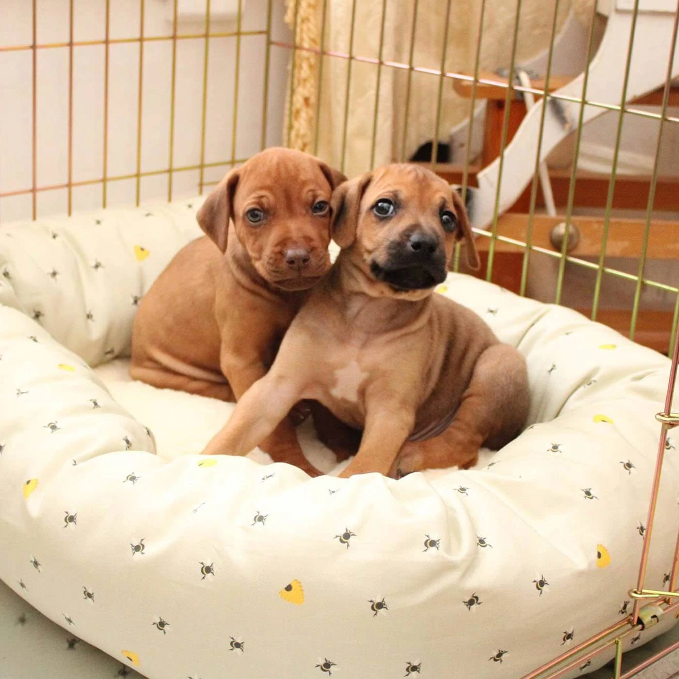 Coupon 😉 Lords & Labradors Cosy & Calm Puppy Box Bed 😉 4 Coupon 😉 Lords & Labradors Cosy & Calm Puppy Box Bed 😉 - Image 4