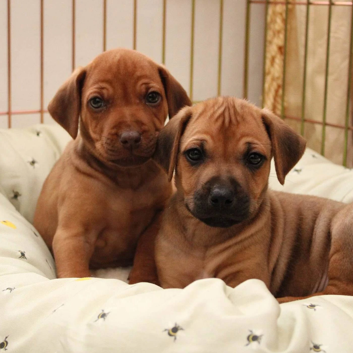 Coupon 😉 Lords & Labradors Cosy & Calm Puppy Box Bed 😉 6 Coupon 😉 Lords & Labradors Cosy & Calm Puppy Box Bed 😉 - Image 6