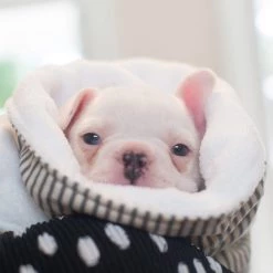 Best reviews of ๐ฏ Dog & Puppy Blanket By Lords & Labradors - Spots & Stripes Collection โ๏ธ 12 Best reviews of ๐ฏ Dog & Puppy Blanket By Lords & Labradors - Spots & Stripes Collection โ๏ธ -Lords & Labradors Sales dog puppy blanket by lords labradors spots stripes collection regency stripe lifestyle