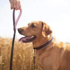 Deals ๐ Dogs & Horses Colours Leather Collar โ๏ธ