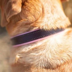 Deals 🌟 Dogs & Horses Colours Leather Collar ✔️ -Lords & Labradors Sales dogs and horses colours leather collar lifestyle close up