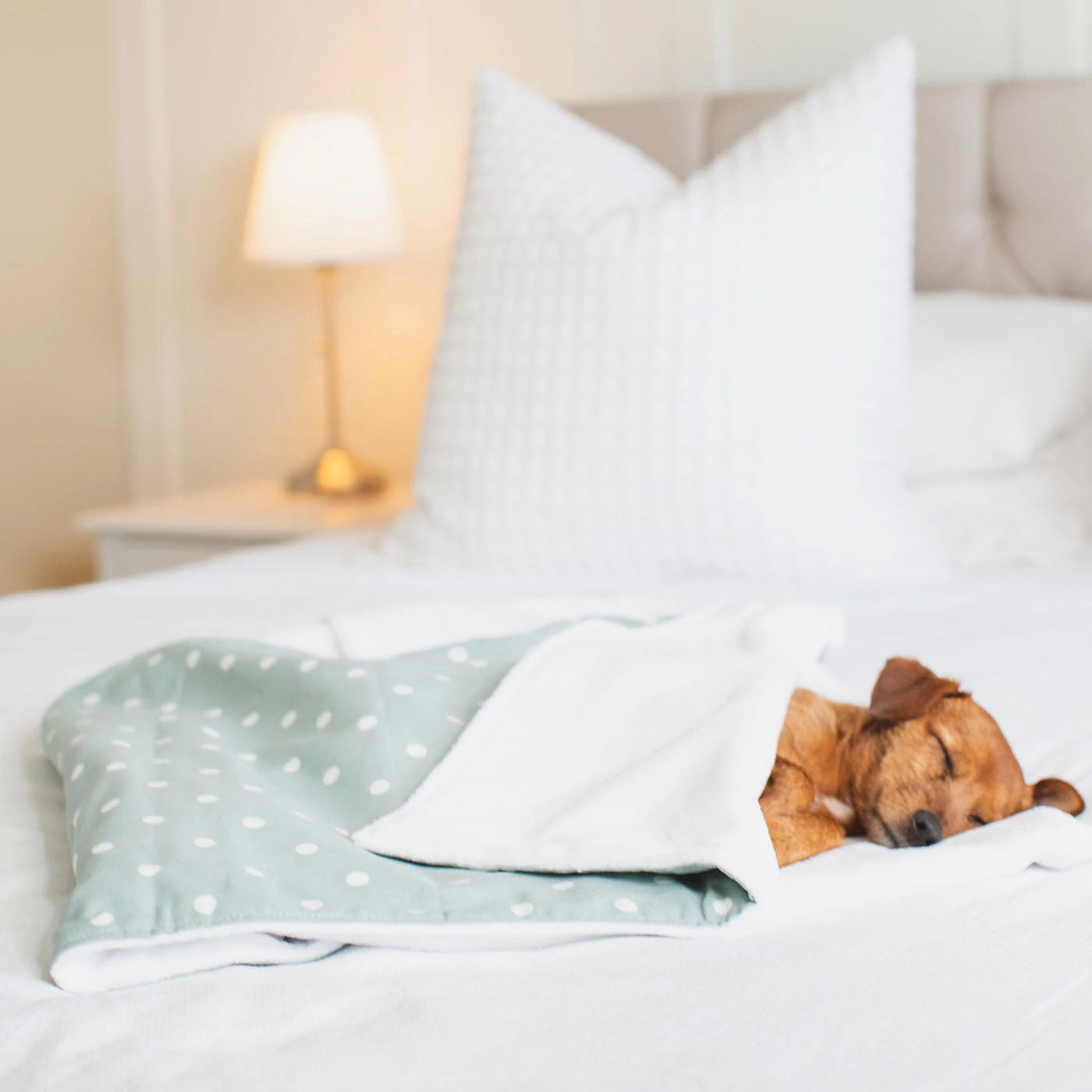 Best reviews of ๐ฏ Dog & Puppy Blanket By Lords & Labradors - Spots & Stripes Collection โ๏ธ 1 Best reviews of ๐ฏ Dog & Puppy Blanket By Lords & Labradors - Spots & Stripes Collection โ๏ธ