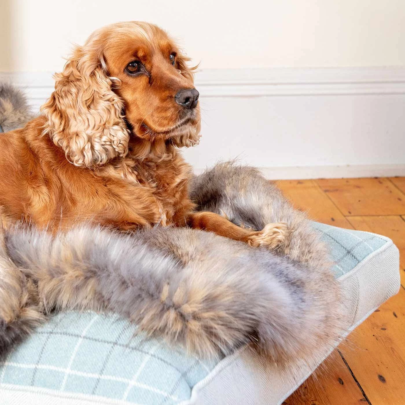 Best Pirce 😉 Lords & Labradors Duck Egg & Wolf Faux Fur 🦮 Dog & Puppy Blanket 🥰 2 Best Pirce 😉 Lords & Labradors Duck Egg & Wolf Faux Fur 🦮 Dog & Puppy Blanket 🥰 - Image 2