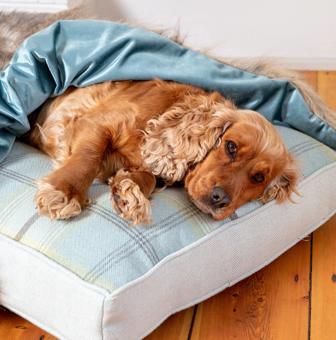 Best deal 🌟 Lords & Labradors Personalised Duck Egg & Wolf Faux Fur 🐕 Dog & Puppy Blanket ✔️ 2 Best deal 🌟 Lords & Labradors Personalised Duck Egg & Wolf Faux Fur 🐕 Dog & Puppy Blanket ✔️ - Image 2