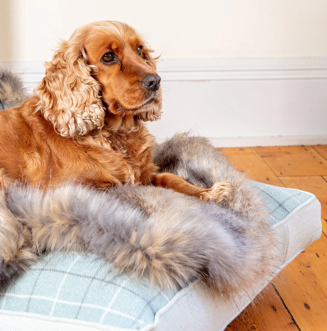 Best deal 🌟 Lords & Labradors Personalised Duck Egg & Wolf Faux Fur 🐕 Dog & Puppy Blanket ✔️ 3 Best deal 🌟 Lords & Labradors Personalised Duck Egg & Wolf Faux Fur 🐕 Dog & Puppy Blanket ✔️ - Image 3