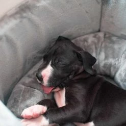 Wholesale 🥰 Grey Grow With Me Puppy Bed By Lords & Labradors 💯 -Lords & Labradors Sales grow with me puppy bed by lords labradors close up puppy