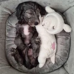 Wholesale 🥰 Grey Grow With Me Puppy Bed By Lords & Labradors 💯 -Lords & Labradors Sales grow with me puppy bed by lords labradors soft toy