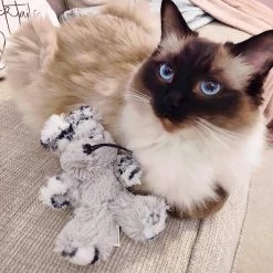 Wholesale 🧨 Lords & Labradors New Kitten Pack - Luxury 🔔 -Lords & Labradors Sales kong softies fuzzy bunny lifestyle 0729eff2 b32c 4b0c bab8 8fda76744d99