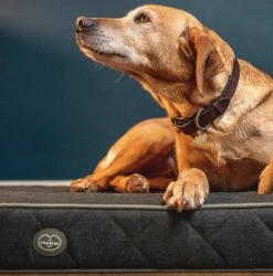 Best deal 🔥 Le Chameau Cushion 🦮 Dog Bed 😀 -Lords & Labradors Sales le chameau vert bed with dog sat