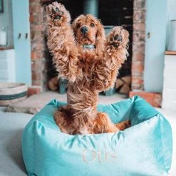 Coupon 🧨 Lords & Labradors Luxury Velvet Box Bed For 🐕 Dogs ⭐ -Lords & Labradors Sales lords and labradors luxury velvet box bed for dogs duck egg lifestyle dog