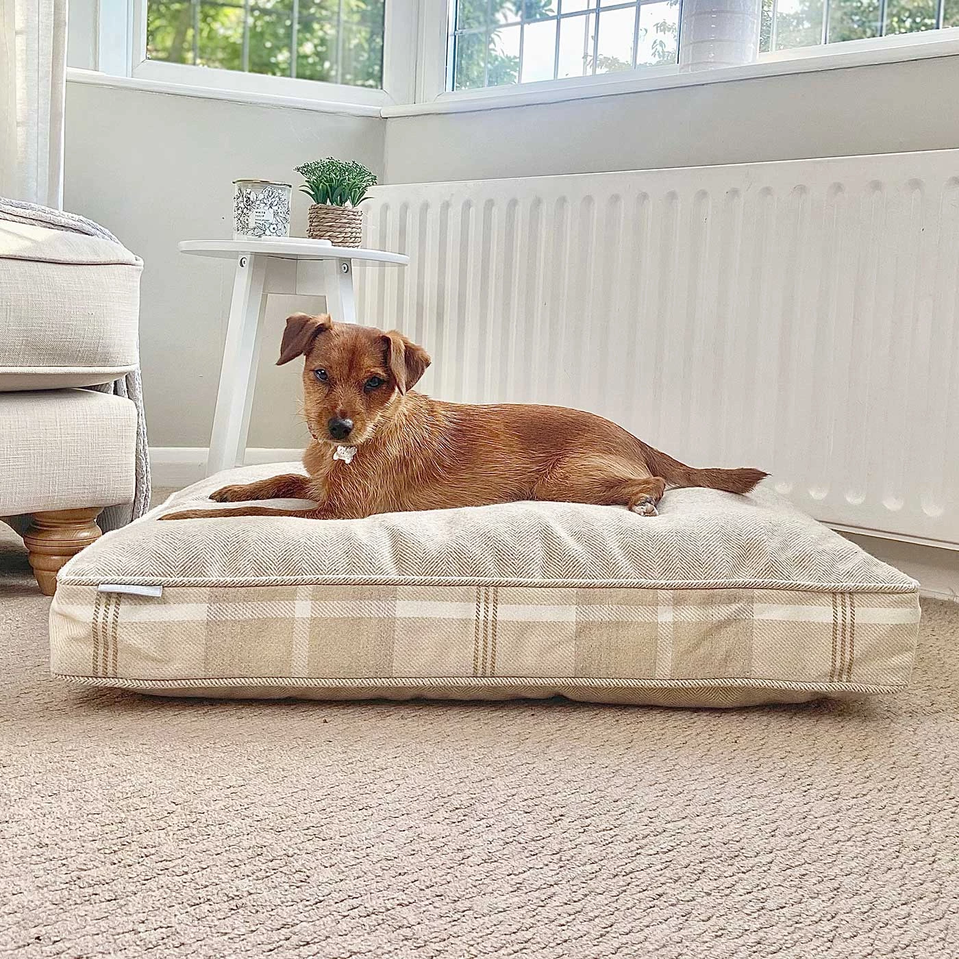 Deals 😍 Dog Cushion in Balmoral Natural Tweed by Lords & Labradors 🎁 1 Deals 😍 Dog Cushion in Balmoral Natural Tweed by Lords & Labradors 🎁