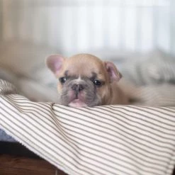 Hot Sale 🧨 Dog Crate Cover in Regency Stripe by Lords & Labradors 😍 -Lords & Labradors Sales lords and labradors regency stripe crate cover lifestyle