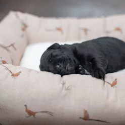 Cheapest ๐งจ Lords & Labradors Cosy & Calm Puppy Box Bed - Woodlands Collection ๐ 13 Cheapest ๐งจ Lords & Labradors Cosy & Calm Puppy Box Bed - Woodlands Collection ๐ -Lords & Labradors Sales lords and labradors woodland pheasant puppy box bed 0a57200e 0bc8 46f7 b00c b5ef45dcfd4e