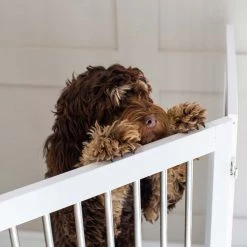 Best Sale 💯 Lords & Labradors Large Wooden Pet Gate ❤️ 10 Best Sale 💯 Lords & Labradors Large Wooden Pet Gate ❤️ -Lords & Labradors Sales lords labradors grey wooden pet gate lifestyle close up