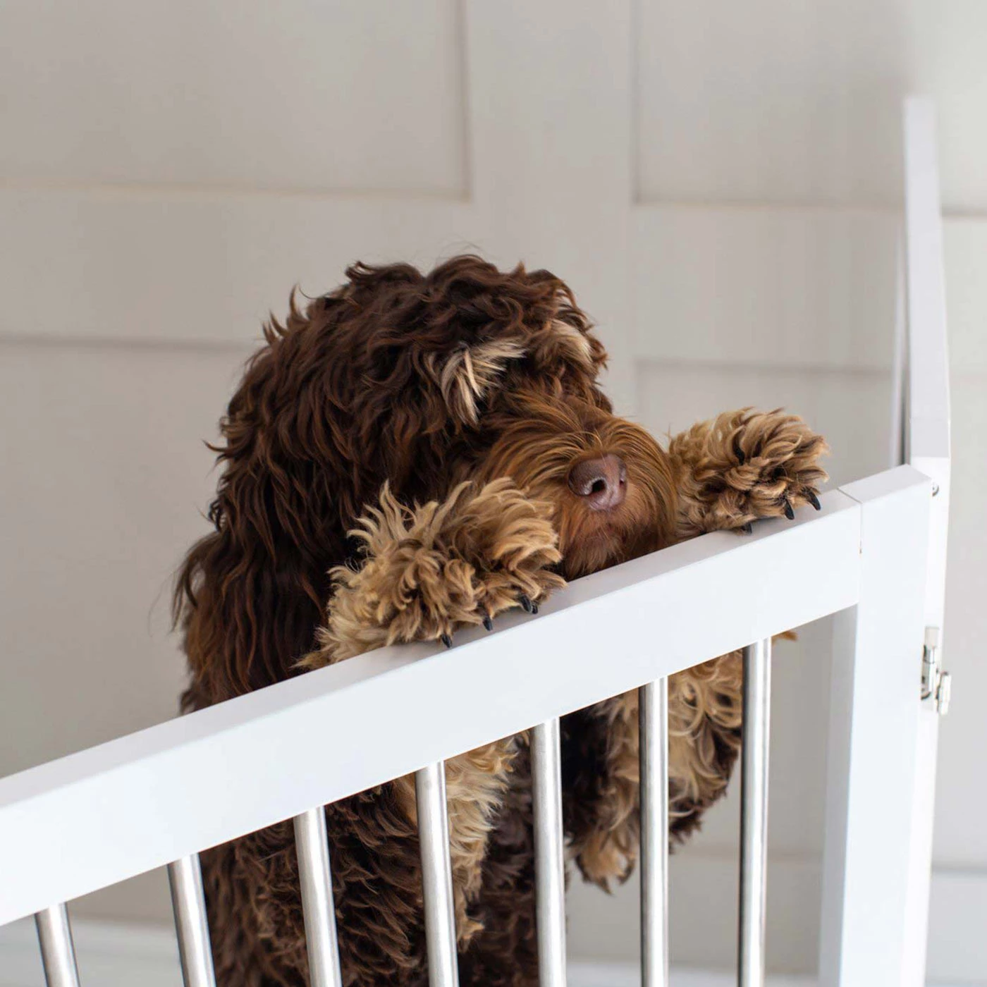 Best Sale 💯 Lords & Labradors Large Wooden Pet Gate ❤️ 4 Best Sale 💯 Lords & Labradors Large Wooden Pet Gate ❤️ - Image 4