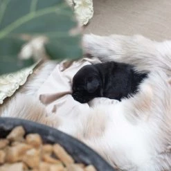 Cheap ❤️ Lords & Labradors Personalised Mushroom & Reindeer Faux Fur 🐶 Dog & Puppy Blanket 💯 -Lords & Labradors Sales mushroom reindeer blanket 2 8d57ba97 a7bd 4f6c a614 f22d0c1e6ea7