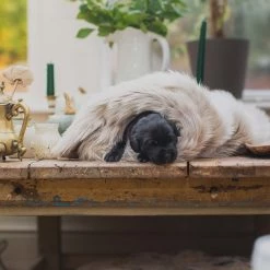 Cheap โค๏ธ Lords & Labradors Personalised Mushroom & Reindeer Faux Fur ๐ถ Dog & Puppy Blanket ๐ฏ