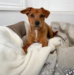 Deals 💯 Dog & Puppy Blanket in Zinc Velvet By Lords & Labradors 🌟