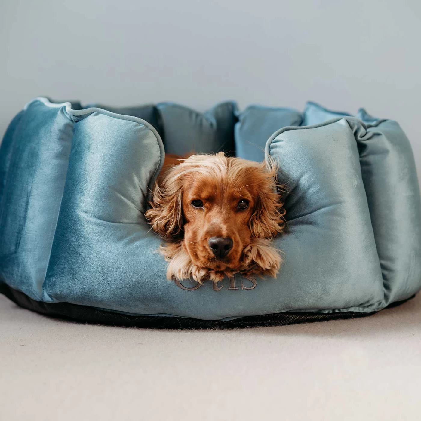 Hot Sale ๐ Lords & Labradors Personalised High Wall Luxury Velvet Bed For ๐ถ Dogs ๐ 6 Hot Sale ๐ Lords & Labradors Personalised High Wall Luxury Velvet Bed For ๐ถ Dogs ๐ - Image 6