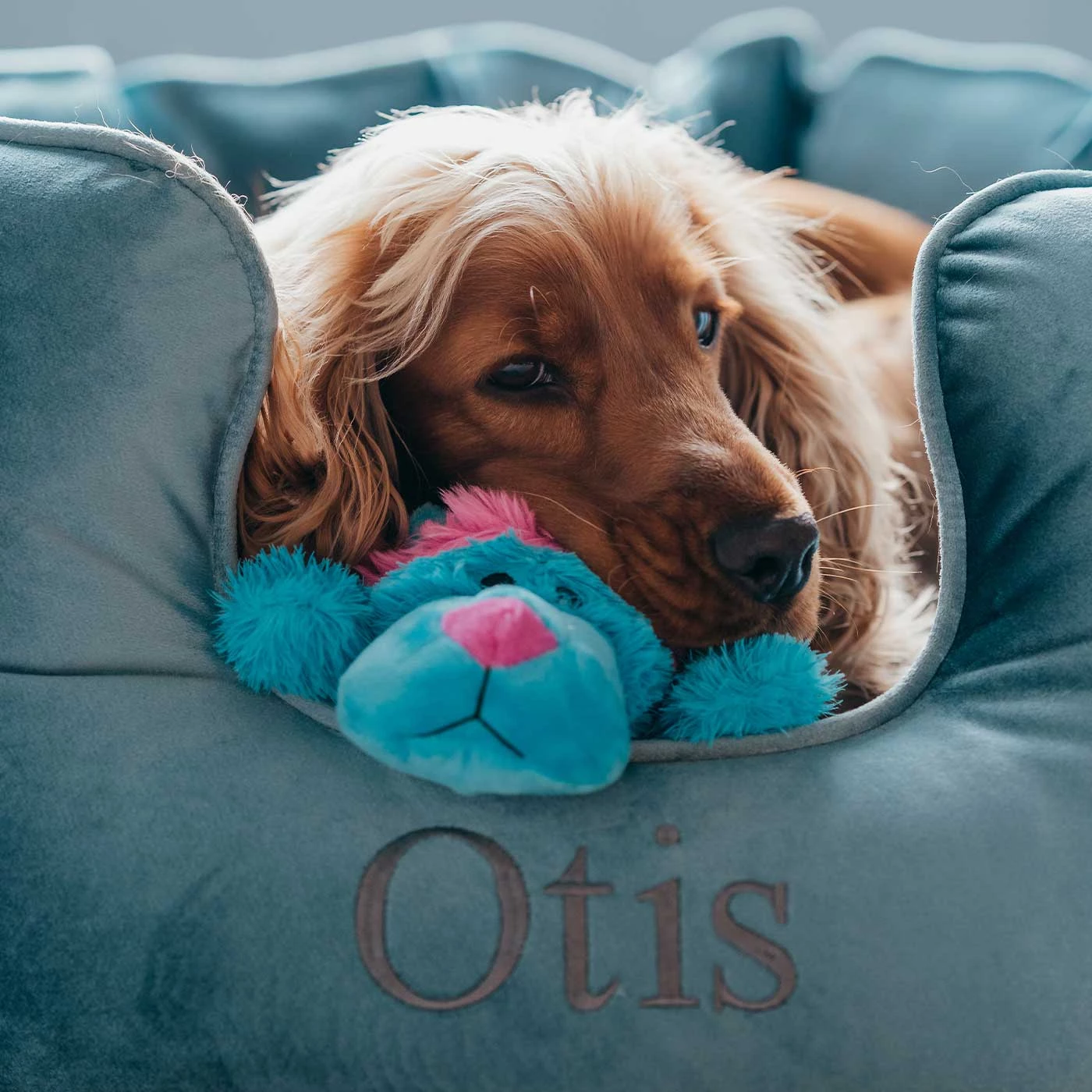 Hot Sale ๐ Lords & Labradors Personalised High Wall Luxury Velvet Bed For ๐ถ Dogs ๐ 8 Hot Sale ๐ Lords & Labradors Personalised High Wall Luxury Velvet Bed For ๐ถ Dogs ๐ - Image 8