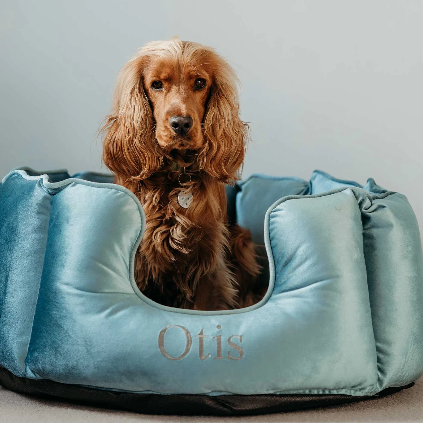 Hot Sale ๐ Lords & Labradors Personalised High Wall Luxury Velvet Bed For ๐ถ Dogs ๐ 5 Hot Sale ๐ Lords & Labradors Personalised High Wall Luxury Velvet Bed For ๐ถ Dogs ๐ - Image 5