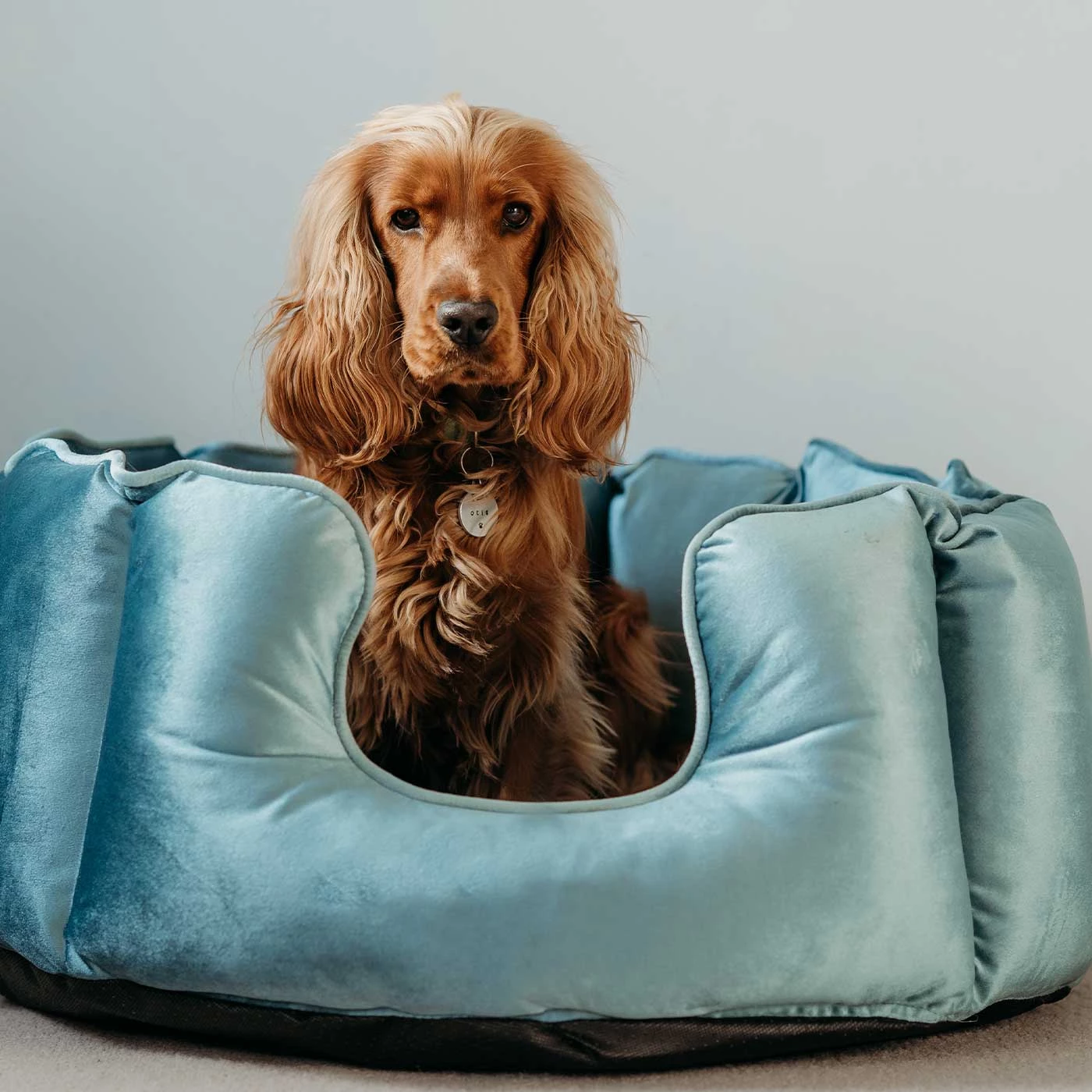 Best deal โค๏ธ Lords & Labradors High Wall Luxury Velvet Bed For ๐ Dogs โ 2 Best deal โค๏ธ Lords & Labradors High Wall Luxury Velvet Bed For ๐ Dogs โ - Image 2