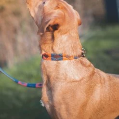 Hot Sale ⭐ Pampeano Audaz 🐶 Dog Collar 👏 6 Hot Sale ⭐ Pampeano Audaz 🐶 Dog Collar 👏 -Lords & Labradors Sales pampeano audaz dog collar labrador side