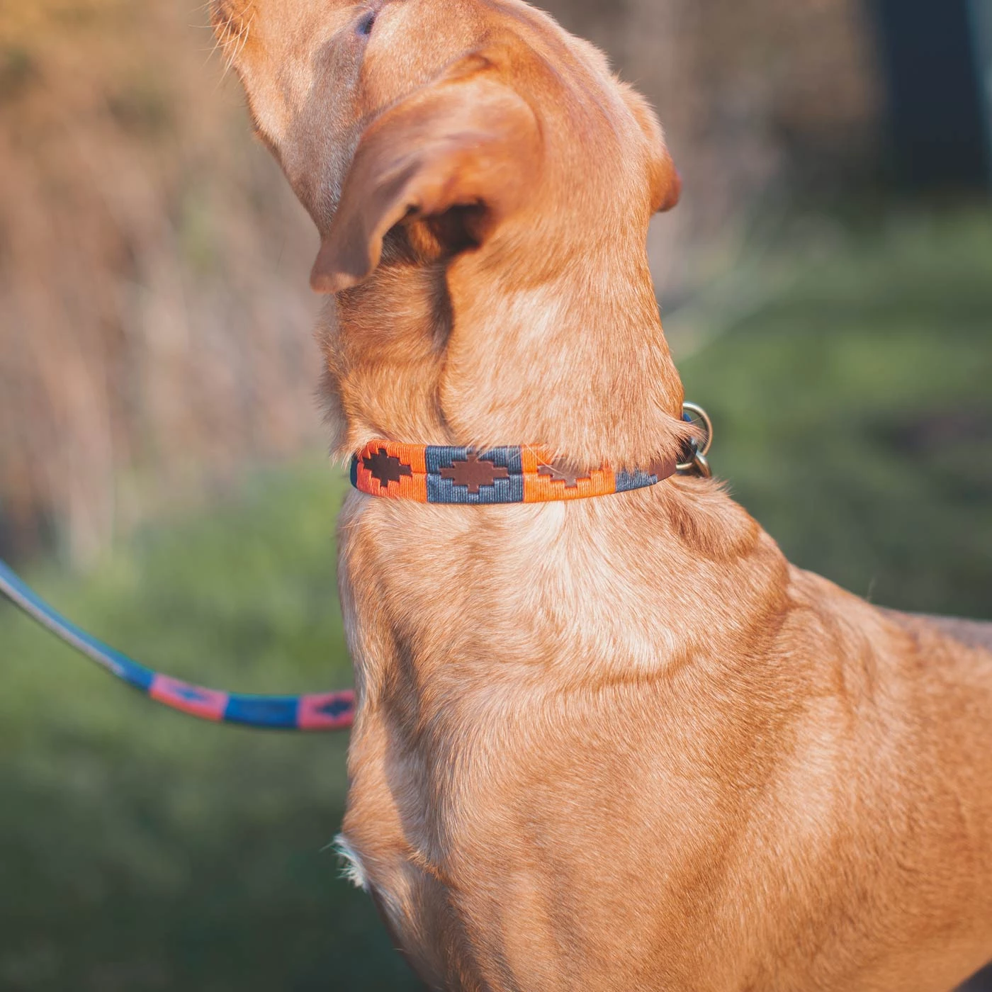 Hot Sale ⭐ Pampeano Audaz 🐶 Dog Collar 👏 3 Hot Sale ⭐ Pampeano Audaz 🐶 Dog Collar 👏 - Image 3