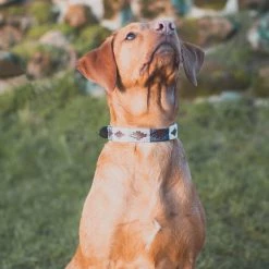 Best deal 😍 Pampeano Roca 🐶 Dog Collar 🎉 -Lords & Labradors Sales pampeano roca dog collar labrador front