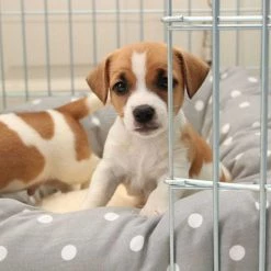 Best deal 🔔 Lords & Labradors Personalised Cosy & Calm Puppy Box Bed 💯 -Lords & Labradors Sales personalised cosy calm puppy box bed grey spot close up