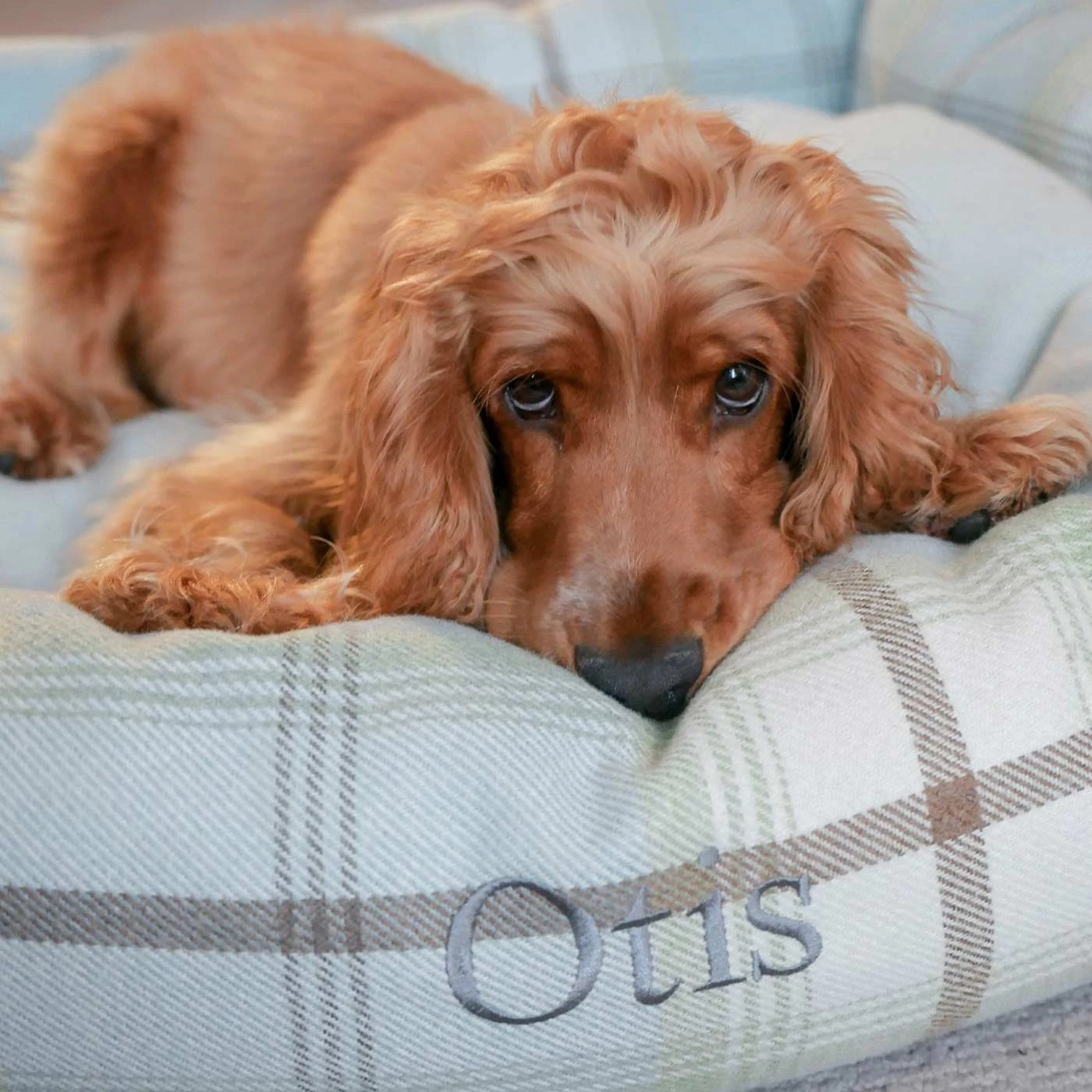 New 😉 Lords & Labradors Personalised Cosy Tweed Box Bed For 🐕 Dogs 😉 4 New 😉 Lords & Labradors Personalised Cosy Tweed Box Bed For 🐕 Dogs 😉 - Image 4