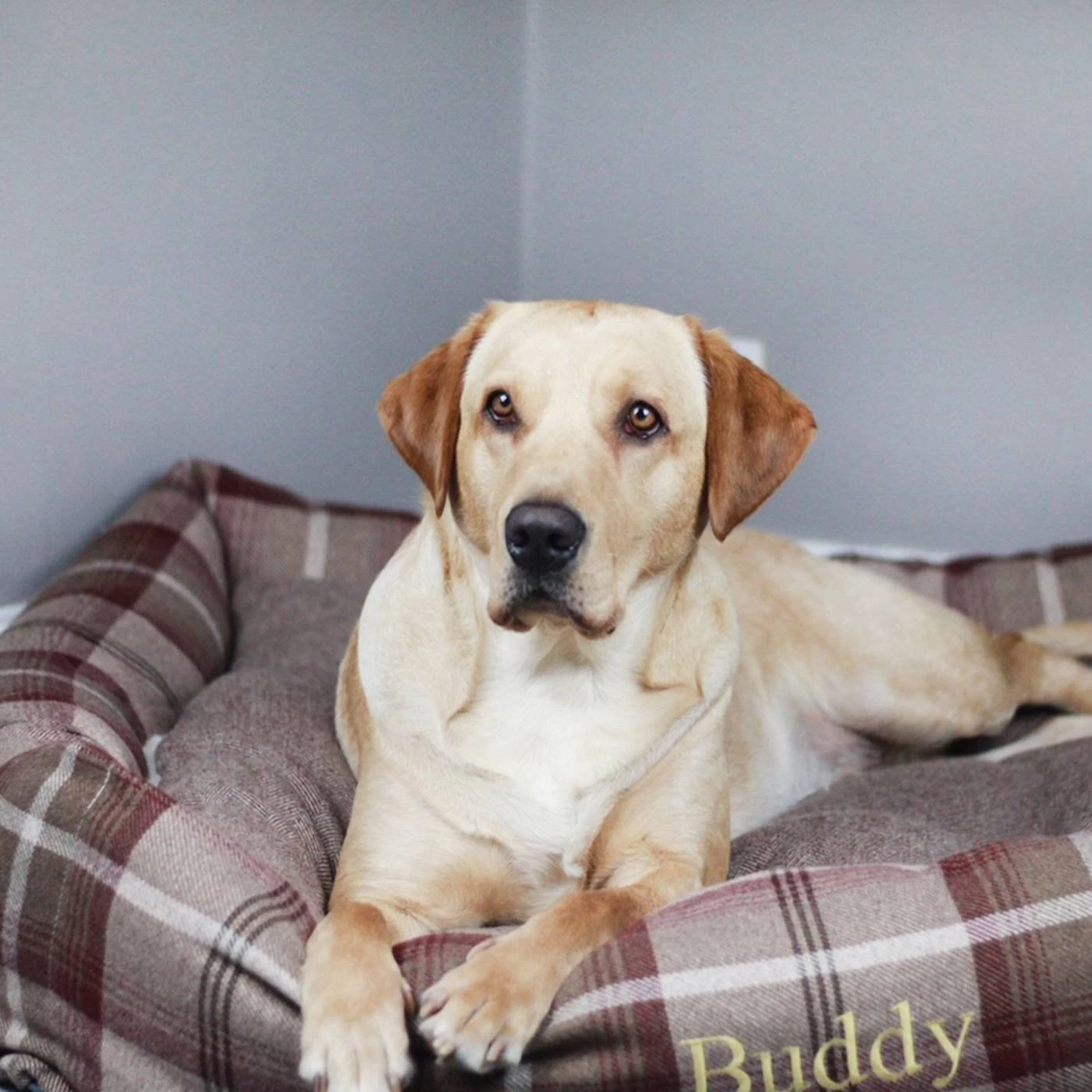 New 😉 Lords & Labradors Personalised Cosy Tweed Box Bed For 🐕 Dogs 😉 10 New 😉 Lords & Labradors Personalised Cosy Tweed Box Bed For 🐕 Dogs 😉 - Image 10